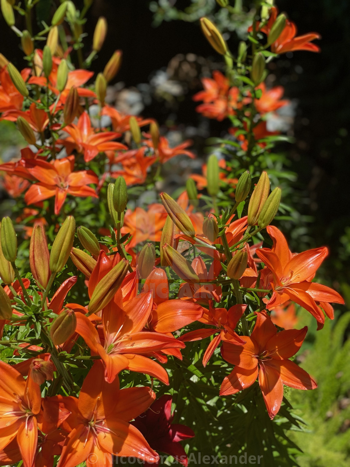 Orange Ton Asiatic Lily at Watersedge License, download or print for